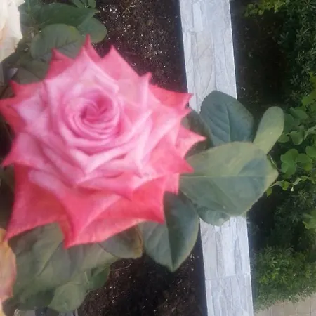 Le Tre Rose * Барлетта
