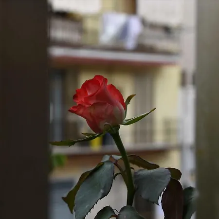 ベッド・アンド・ブレックファスト Le Tre Rose *