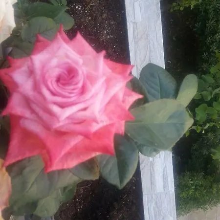 Le Tre Rose * Barletta